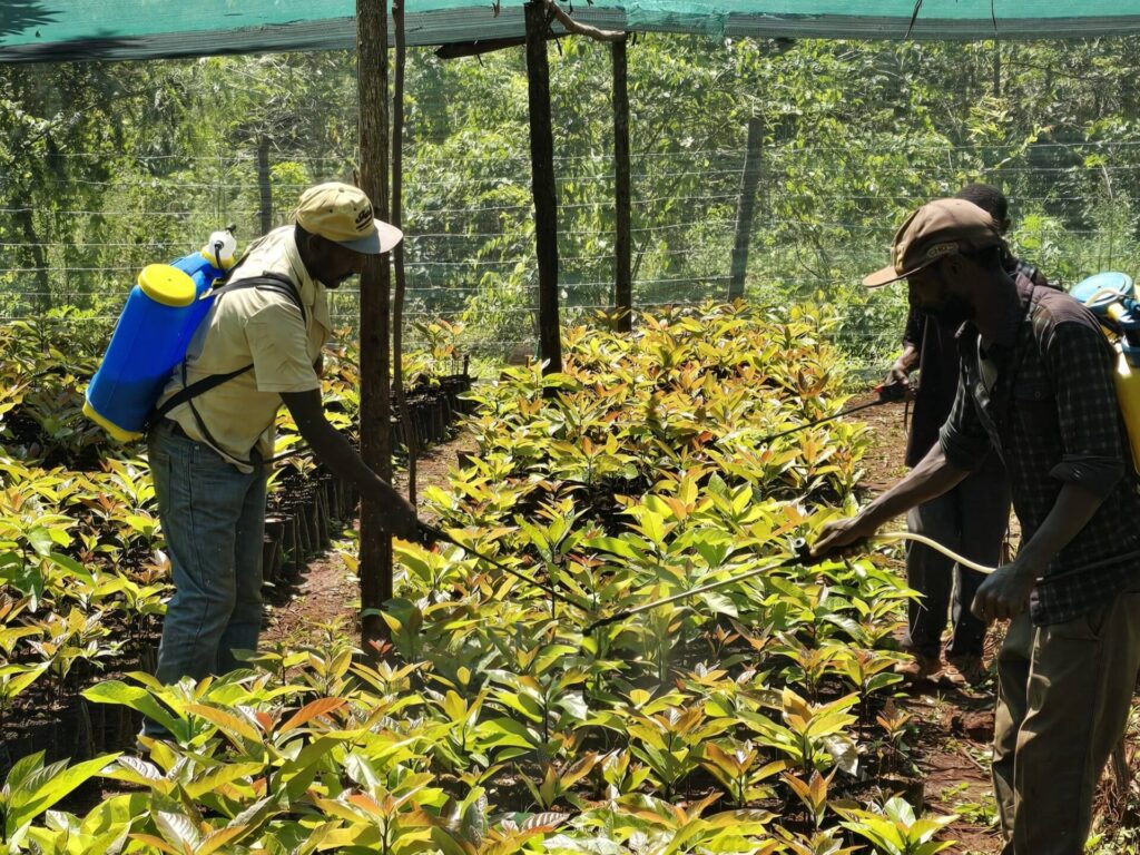 Hass avocado farming Hass avocado farming