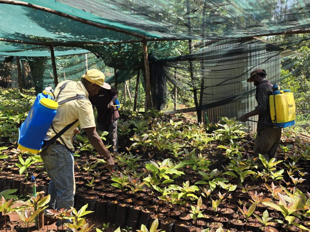 hass avocado farming in kenya