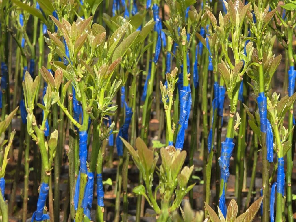 healthy avocado seedlings