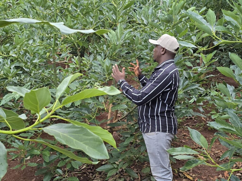 Hass avocado  farming