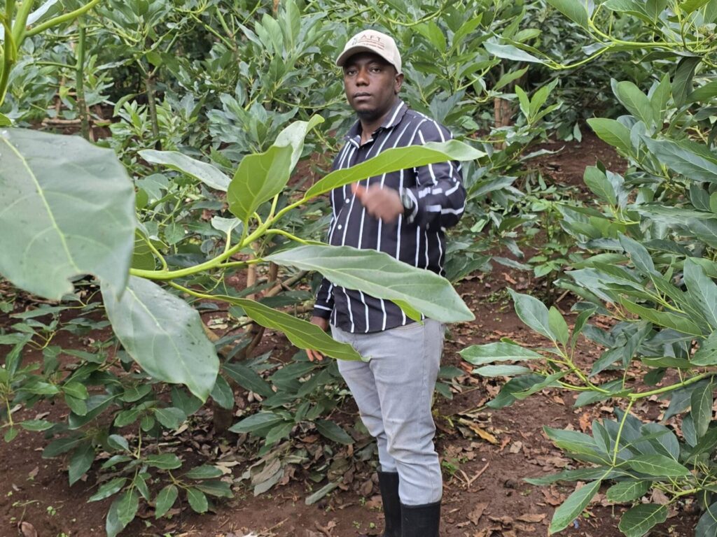 avocado farming 