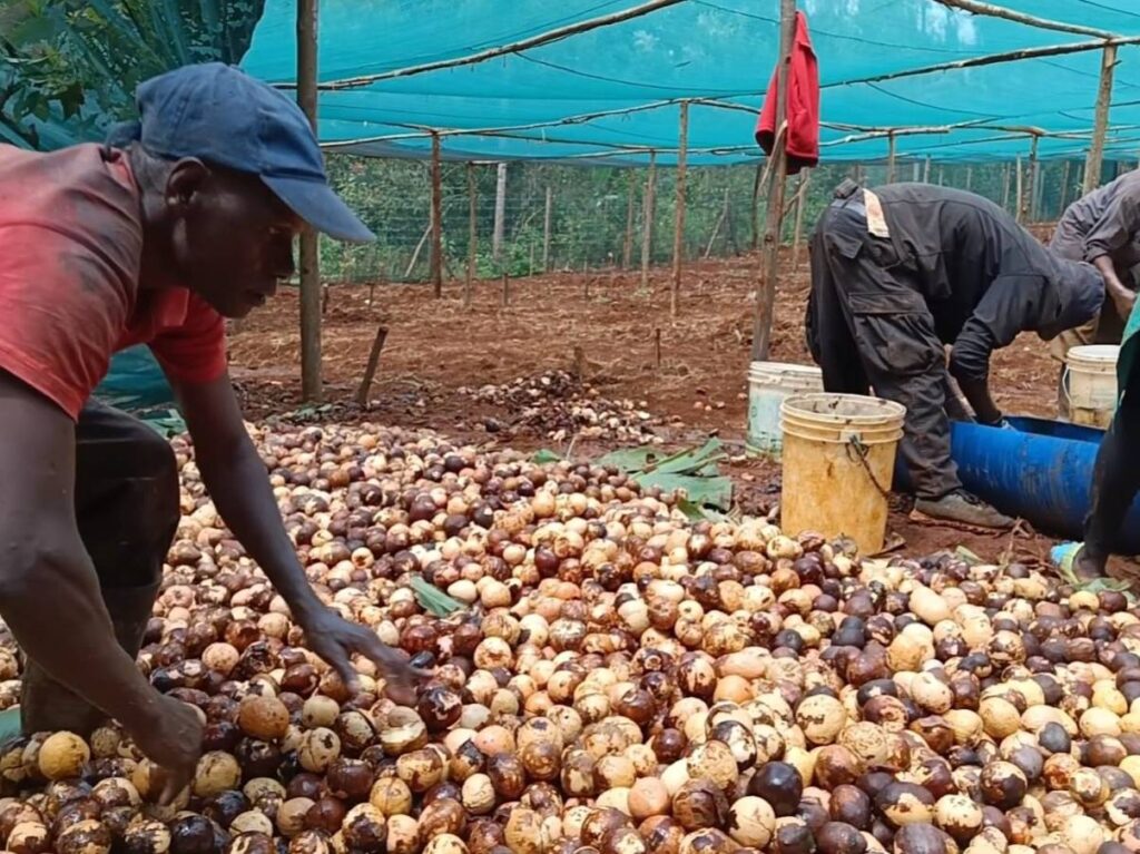 a process of choosing seedlings 