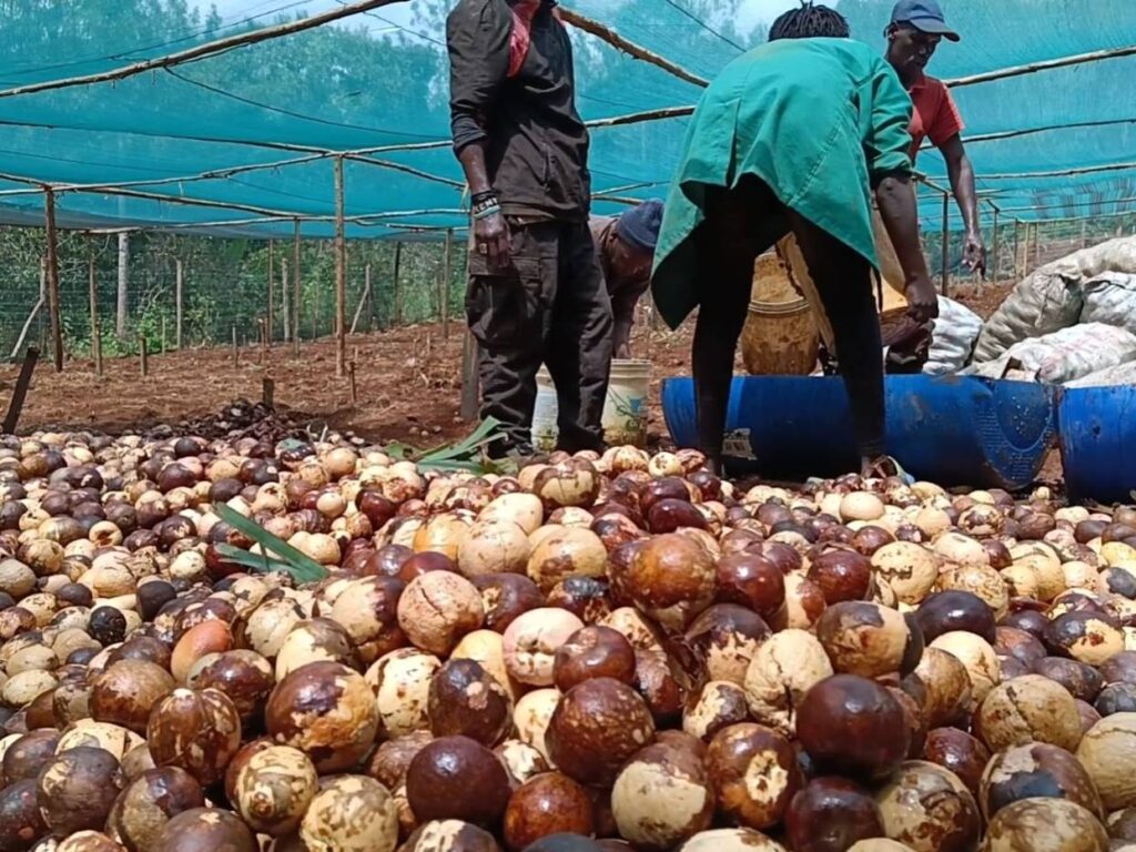 farmers get ready to make Hass avocado seedlings 