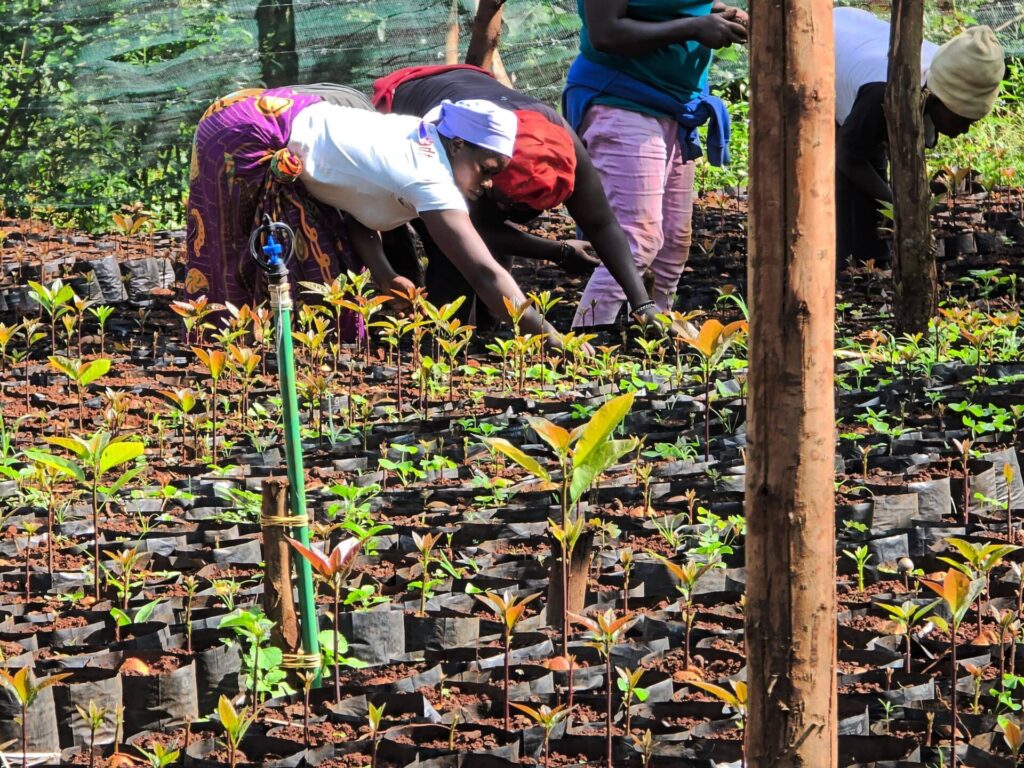 Farmers inspecting young avocado seedlings for pest infestations 