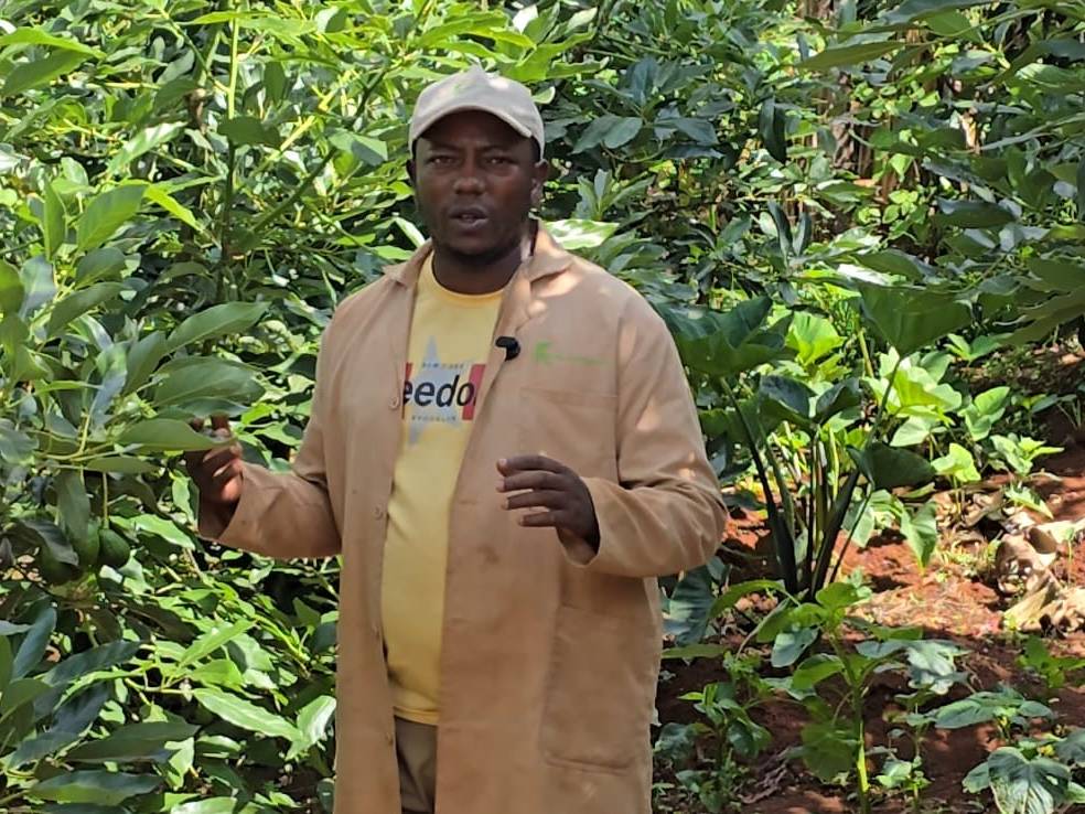 Professional Avocado Farming Training Session: What To Expect Farmer ready to demonstrate handling avocado seedlings 