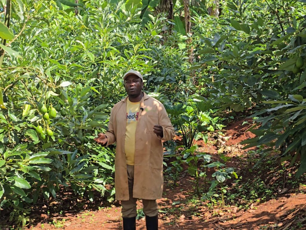 educating farmers on choosing the best avocado seedlings 