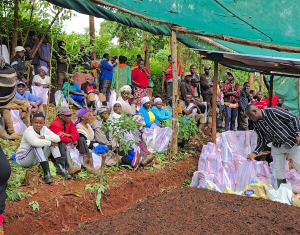 educating farmers on tree tomato best practices