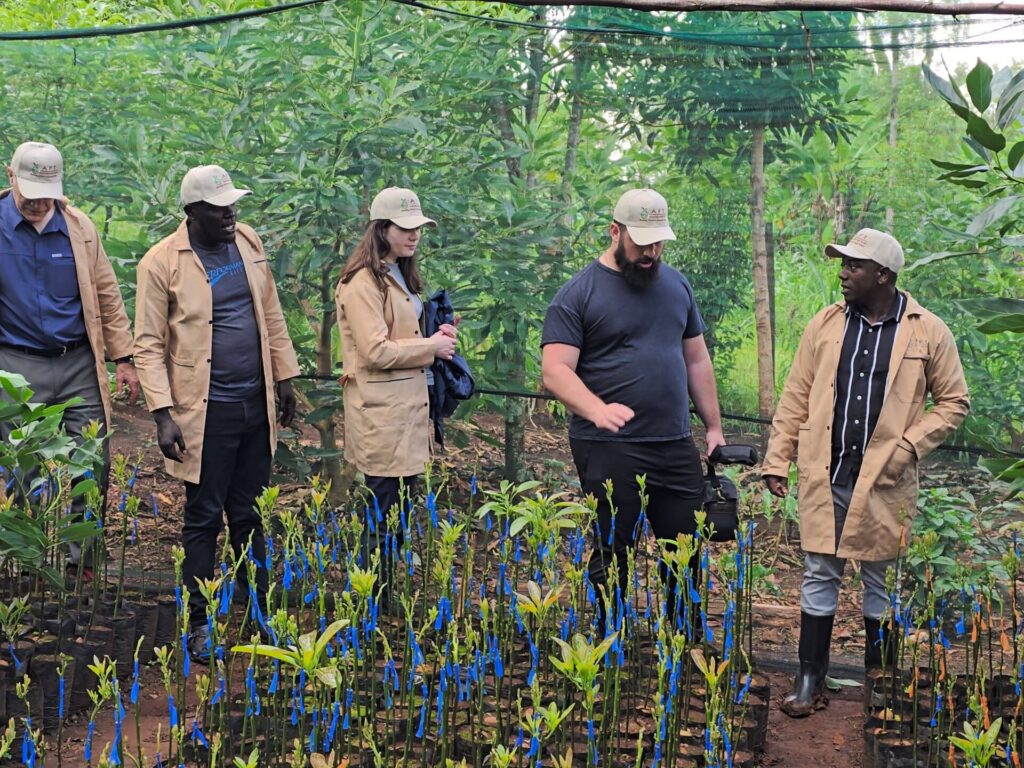 pruning in avocado farming