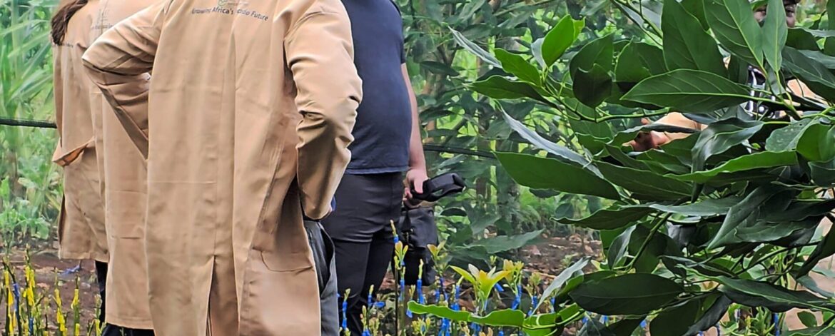 choosing avocado seedlings to plant