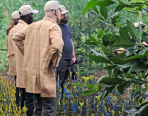 choosing avocado seedlings to plant