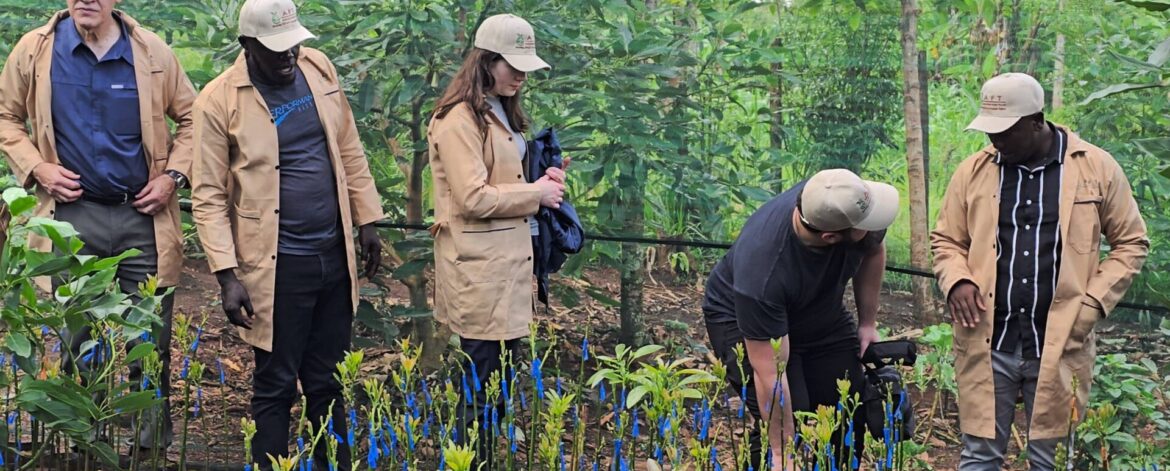 inter-cropping with hass avocado