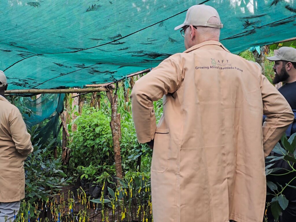 Farmers looking at an avocado nursery