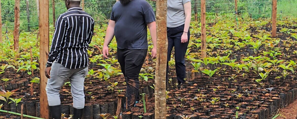 starting an avocado nursery