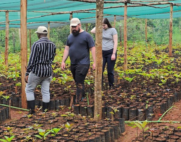 starting an avocado nursery