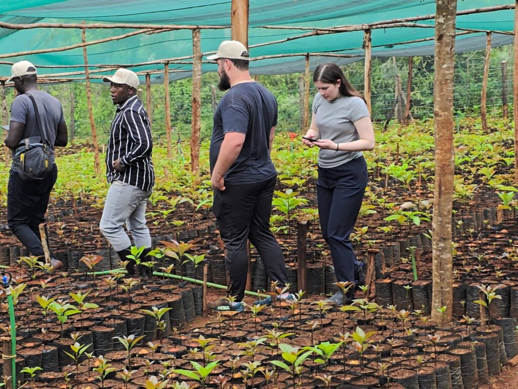 farmers in an avocado seedling nursery