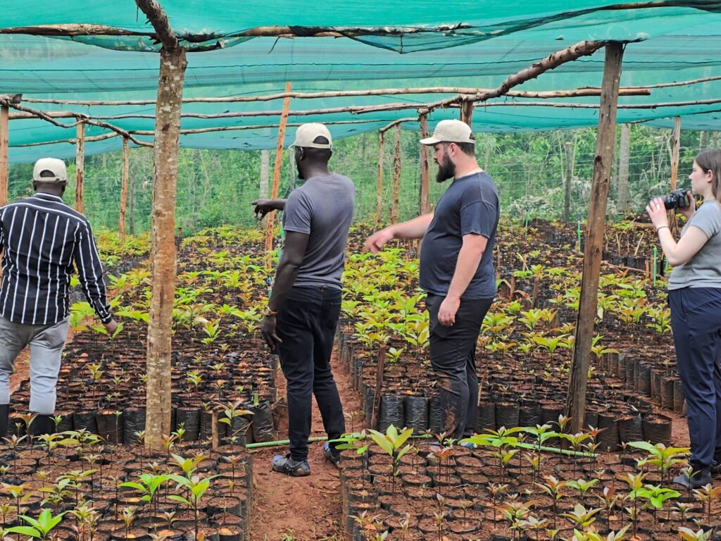 Hass avocado  farming