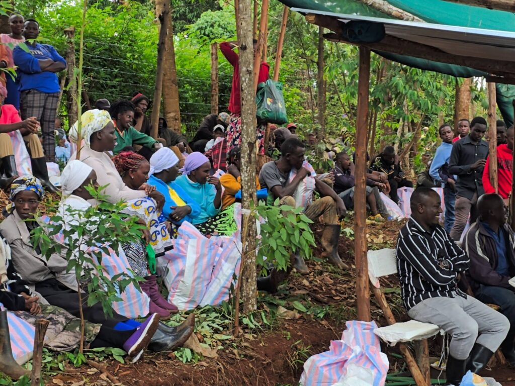 Broader Impacts of Access to Quality Seedlings on Smallholder Farmers' Livelihoods