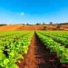 Rows of healthy potato plants on a vibrant farm under a bright blue sky, with fertile soil and farming tools visible.