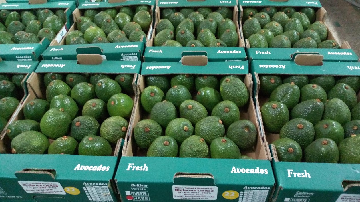 Exporting Hass Avocados from Kenya: A Comprehensive Guide - Royal Seedlings, Murang'a