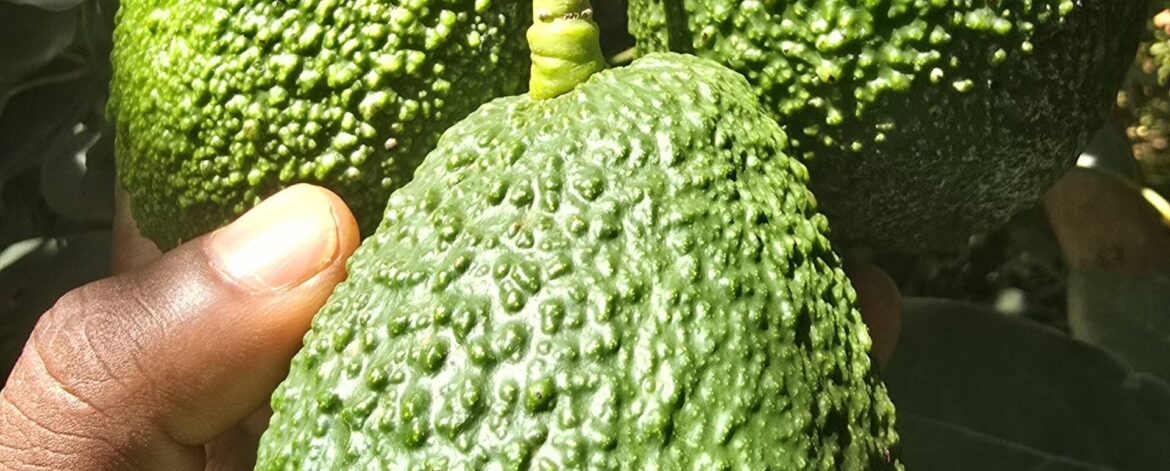 -60fe76ba-60ab-486b-b8c7-17cca31856b2