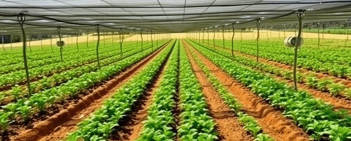 A vibrant plant nursery with healthy seedlings in neat rows under shade nets on sloping land, with bright sunlight and irrigation equipment visible.