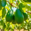 Close-up of ripe Fuerte avocados hanging on a tree branch with smooth green skin and lush leaves in a sunny orchard.