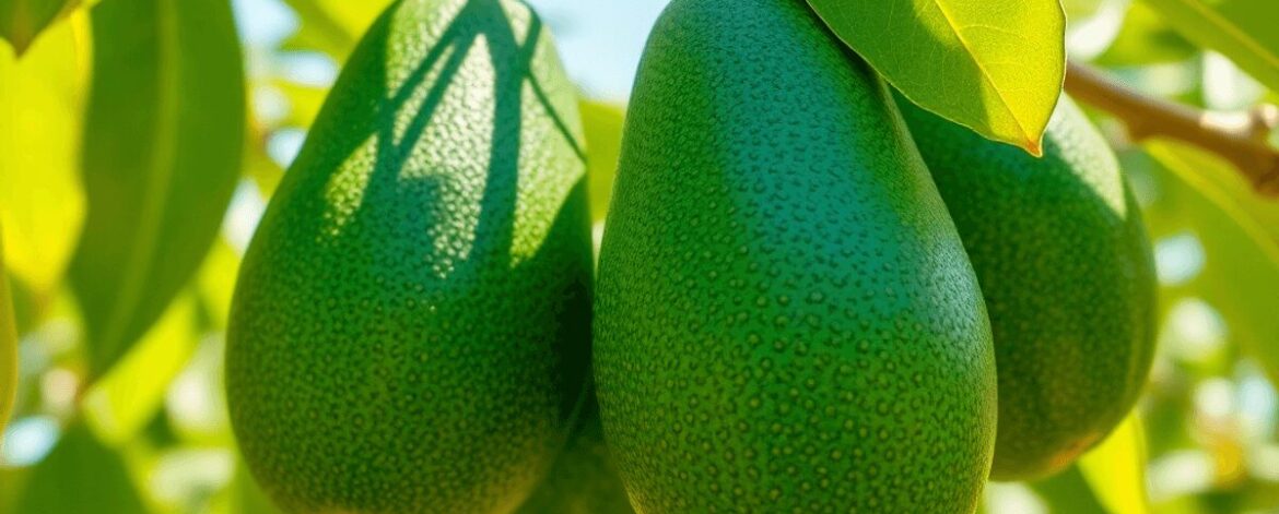 Close-up of ripe Fuerte avocados hanging on a tree branch with smooth green skin and lush leaves in a sunny orchard.