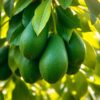 Close-up of ripe Fuerte avocados on a green tree, surrounded by bright leaves in natural sunlight, showcasing healthy and thriving avocado farming.