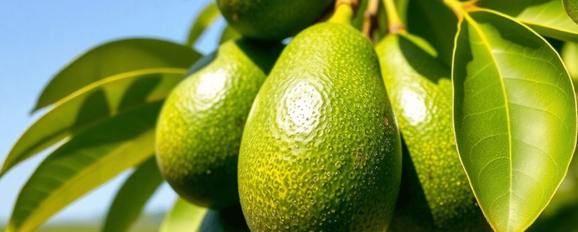 Close-up of ripe Hass avocados on a tree branch with green leaves and clear blue sky, symbolizing growth and prosperity on a sunny farm.