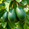 Close-up of ripe Hass avocados on a tree with dark green skin, surrounded by lush leaves in natural sunlight, showcasing quality and perfect harves...