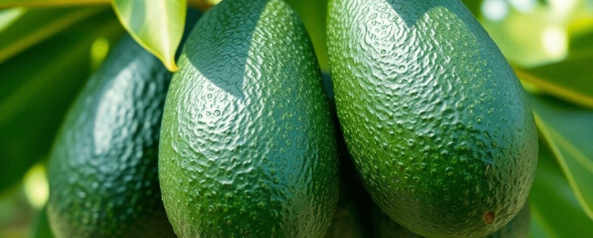 Close-up of ripe Hass avocados on a tree with dark green skin, surrounded by lush leaves in natural sunlight, showcasing quality and perfect harves...
