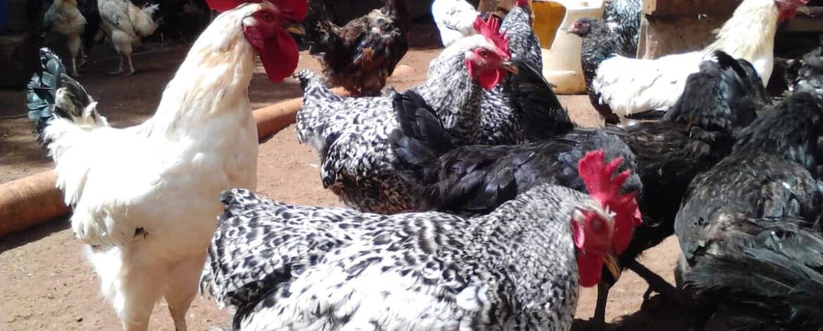 Kienyeji Improvd Chicken 001