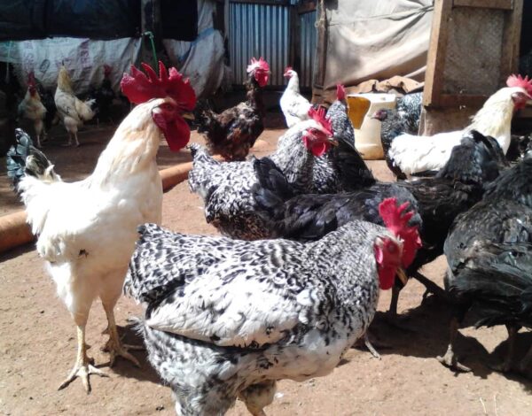 Kienyeji Improvd Chicken 001