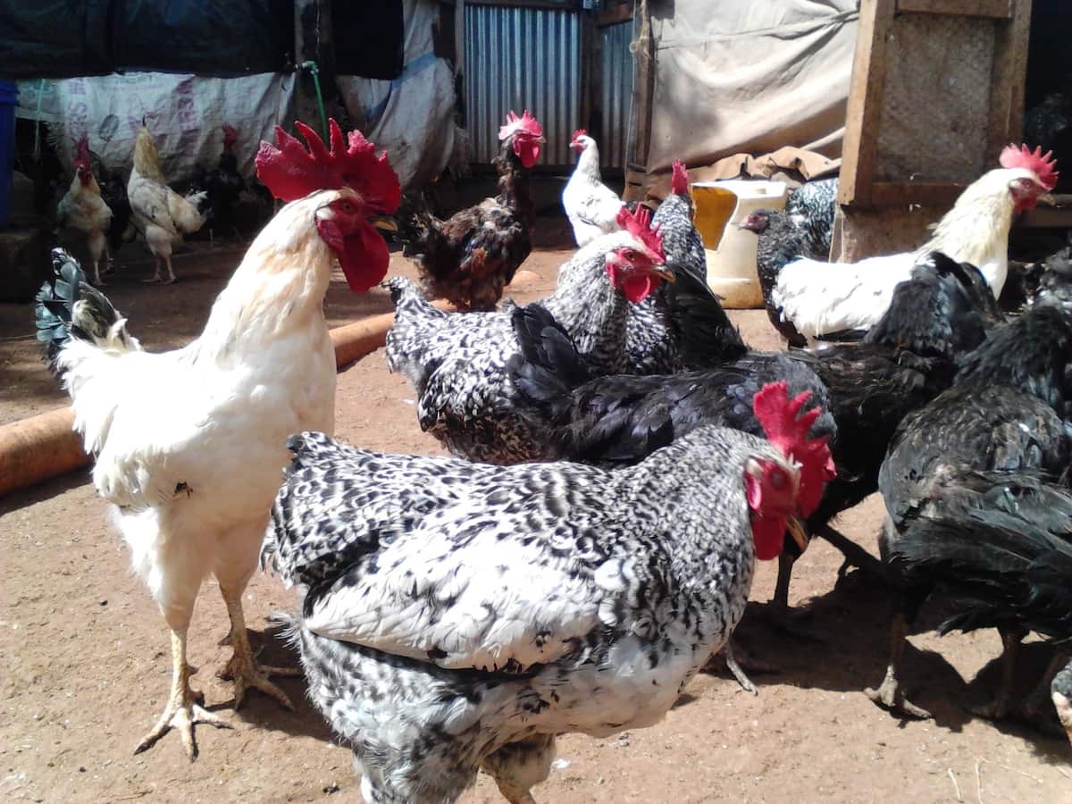 How to Succeed in Improved Kienyeji Chicken Farming in Kenya - Royal ...