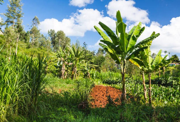 Kitale