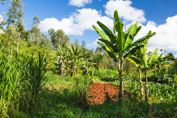 Kitale