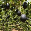 Lush Hass avocado orchard with healthy grafted trees bearing ripe dark purple-black avocados under bright sunlight.