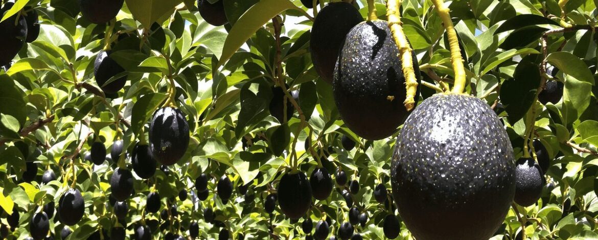 Lush Hass avocado orchard with healthy grafted trees bearing ripe dark purple-black avocados under bright sunlight.