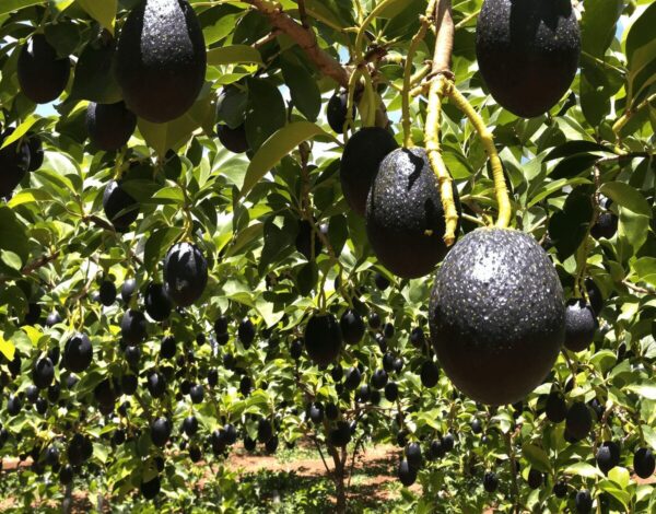 Lush Hass avocado orchard with healthy grafted trees bearing ripe dark purple-black avocados under bright sunlight.