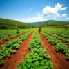 Lush Kenyan highland farm with rows of healthy potato plants, farmers tending crops under a bright blue sky, surrounded by green hills.
