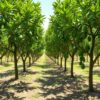 Lush avocado orchard with green trees and clear, weed-free ground under bright sunlight in a realistic style.