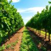 Lush avocado orchard with green trees in neat rows under a bright blue sky, highlighting rich soil and healthy plants in a realistic style.