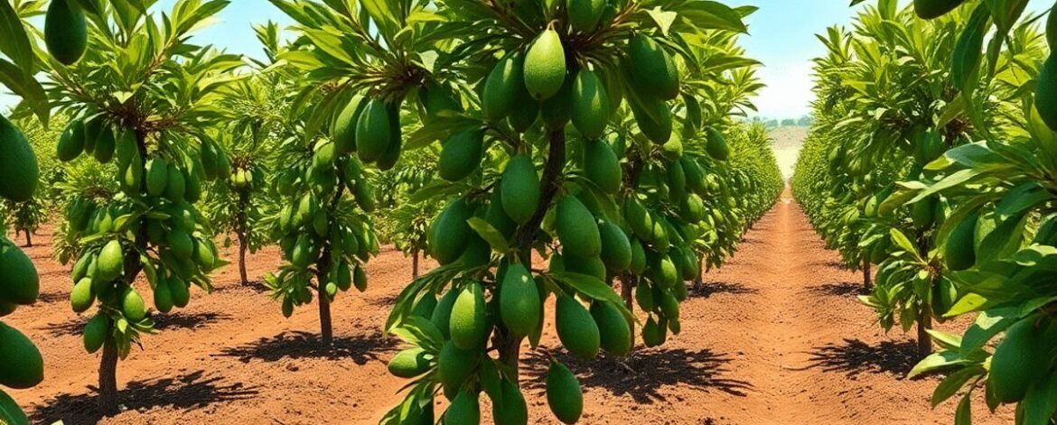 Lush avocado orchard with green trees in rich soil under a bright, sunny sky, showcasing healthy growth and fertile earth.