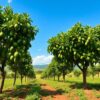 Lush avocado trees laden with fruit on a vibrant farm under a bright blue sky, with fertile soil and rolling hills in the background.