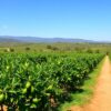 Lush green avocado orchard with rolling hills and clear blue sky, highlighting ideal farming conditions.