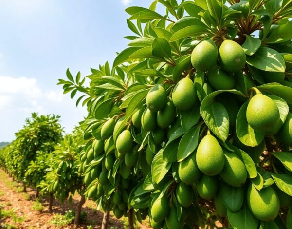 Lush green avocado trees heavy with pear-shaped Fuerte avocados under a bright sky on a vibrant farm.