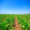 Lush green garlic plants growing in neat rows under a bright blue sky on a vibrant farm.