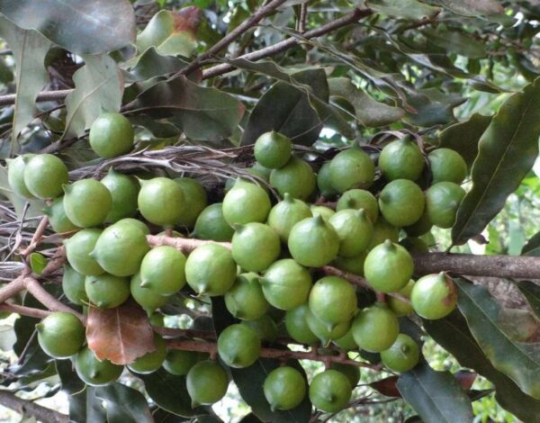 MACADAMIA 001