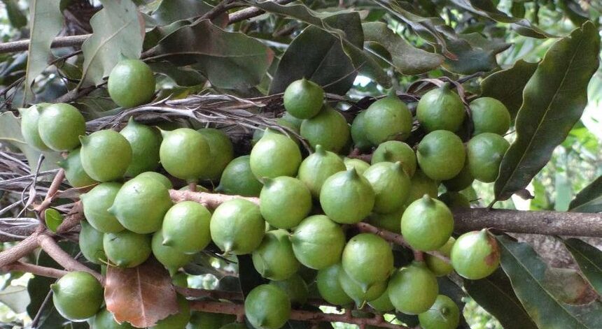 MACADAMIA 001