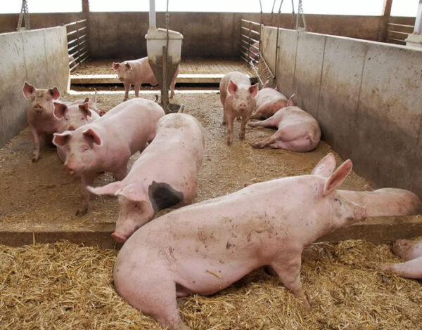 pig farming in Kenya